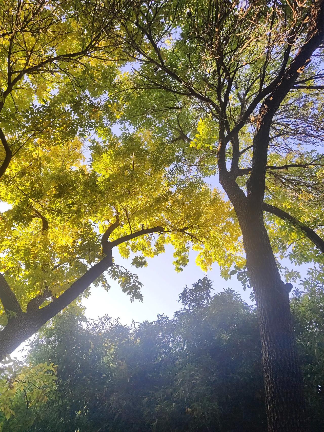 北京紫竹院的这几棵树真是太有秋天的韵味了！