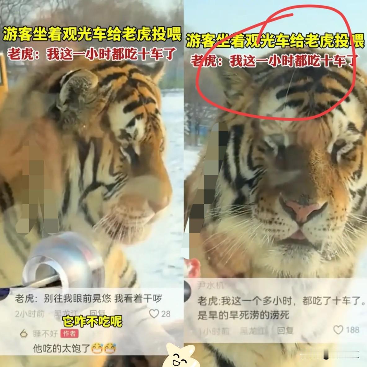 黑龙江哈尔滨，女子东北虎林园看老虎，为了和东北虎互动，特意买牛肉投喂老虎，谁料肉