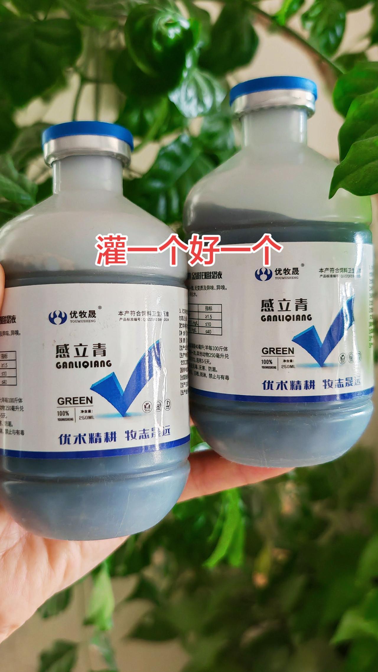 养羊 农村养羊 牛羊养殖