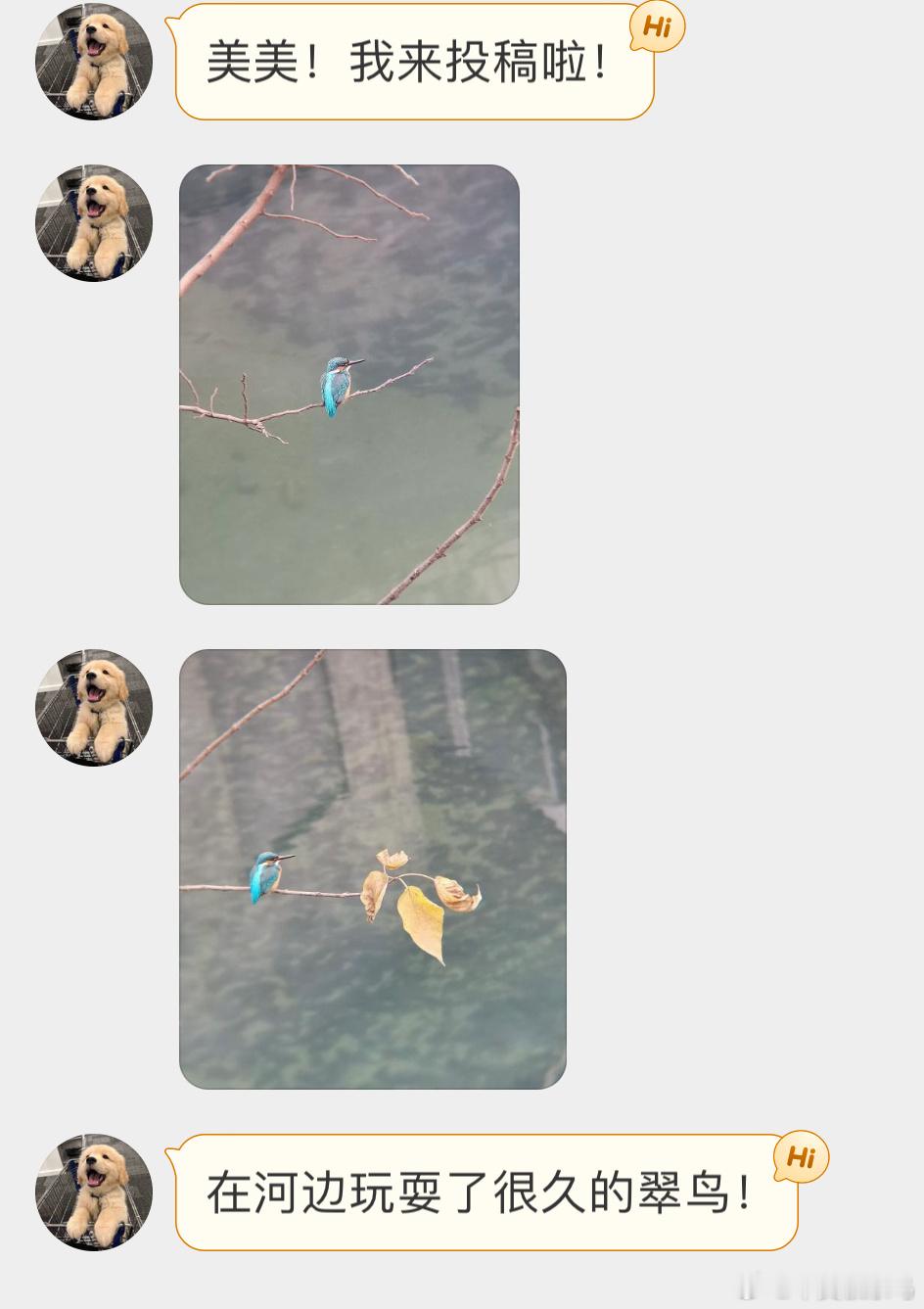 #鸟粉投稿# 河边的翠鸟只有在野外亲眼见到才能感受它的蓝色有多美 ​​​