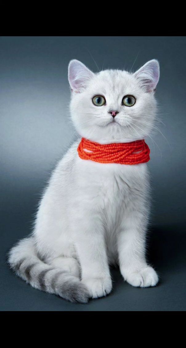 搞怪萌宠妆造，快来给宠物化妆吧。