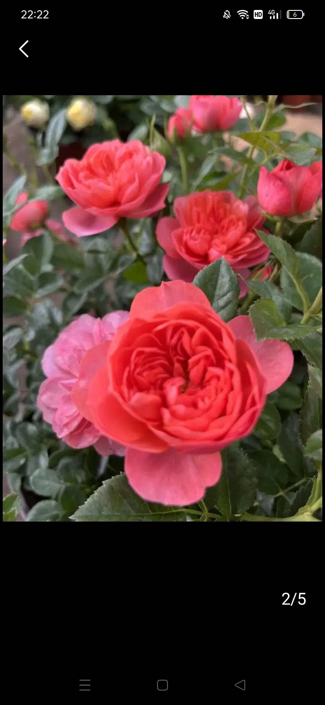 分享随手拍摄的花🌸