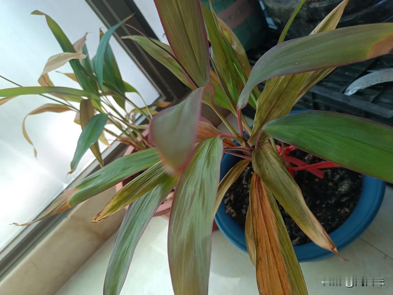 #那些好看的花花草草#