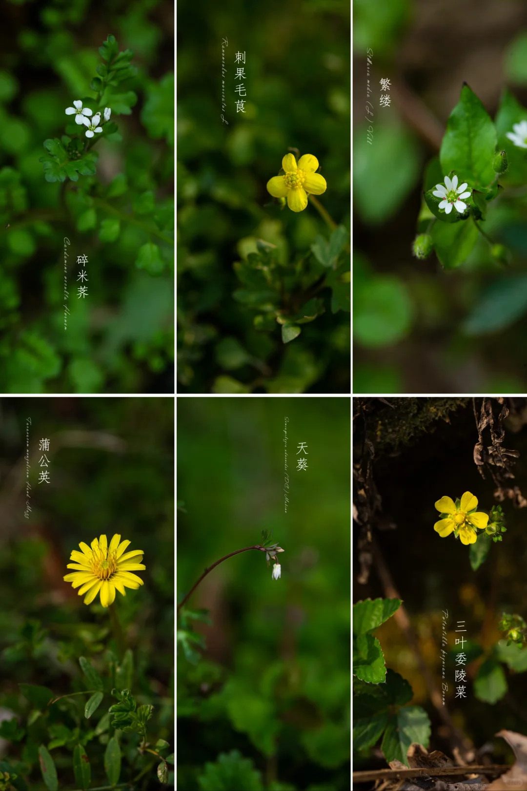 路边的小花|春天野花图鉴13