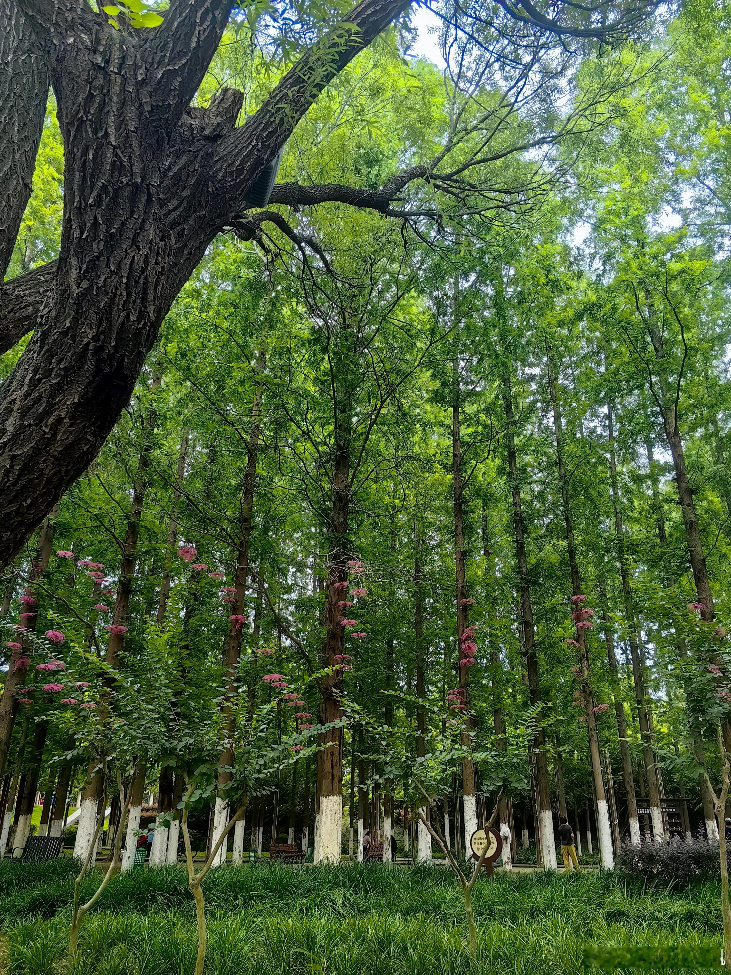 领居大爷说让我多捂两天。。。 漯河
