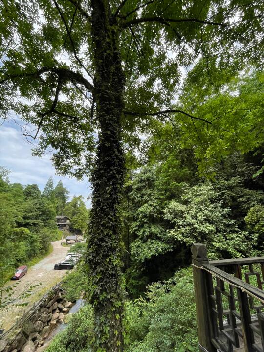 看看大家拍的树🌲