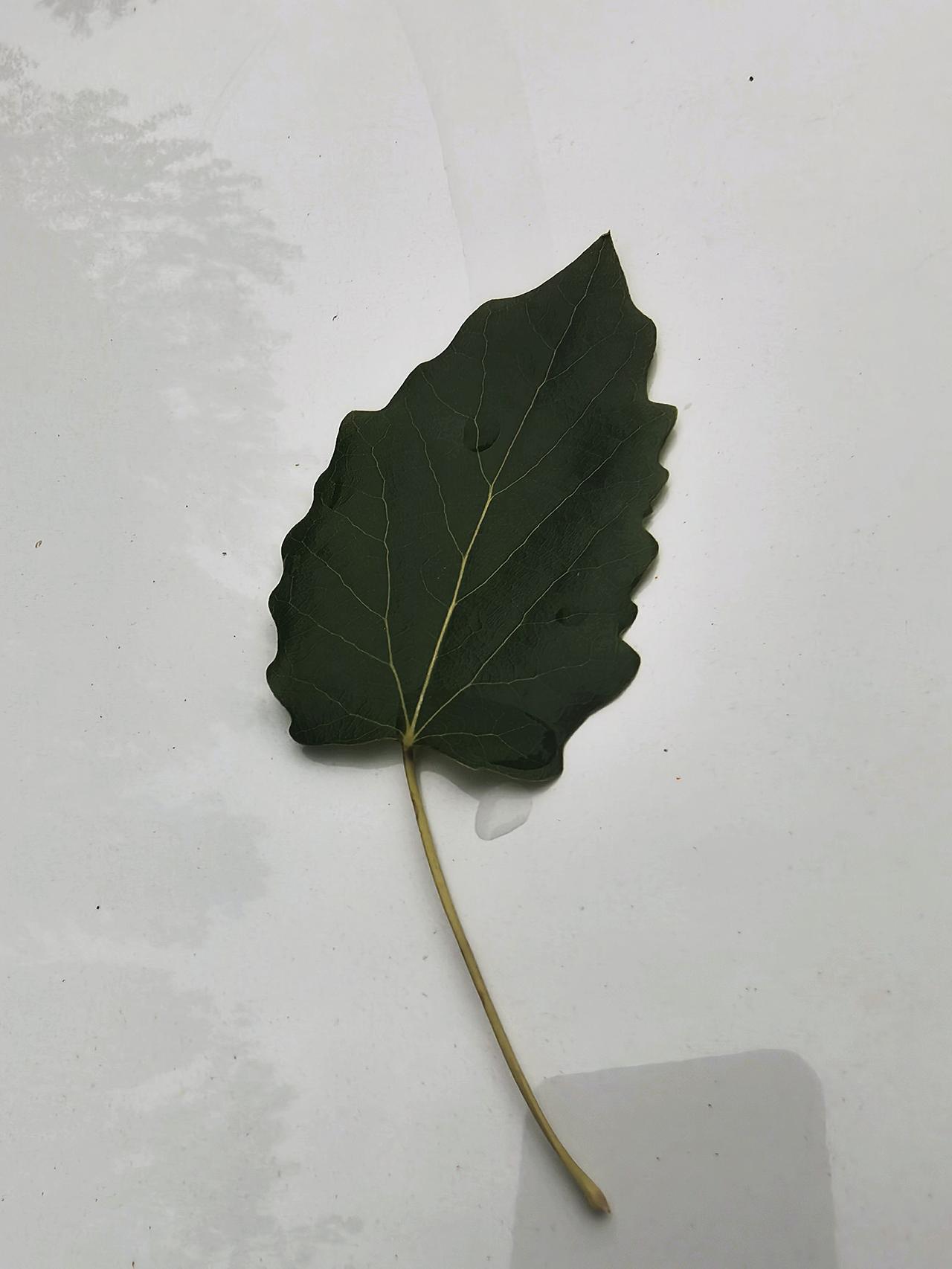生命的意义，其实是付出和给予，而不是一味接受或争取。试着多做一点、少想一点，把每