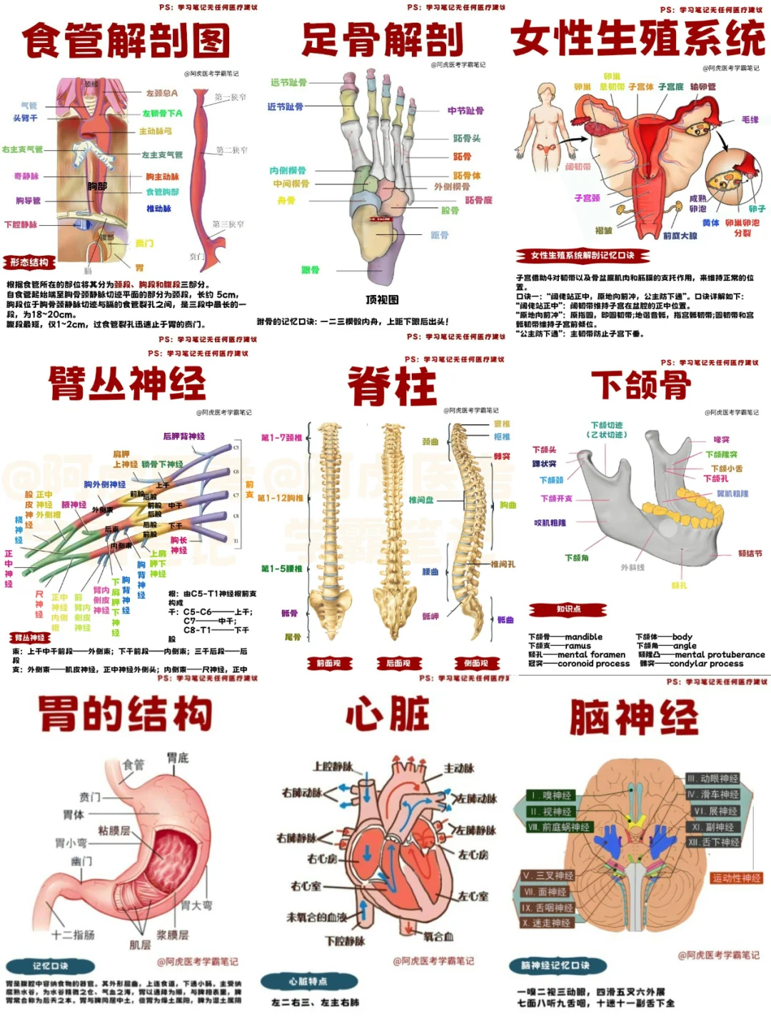 医学生笔记📒｜系统解刨大合集（2）👆