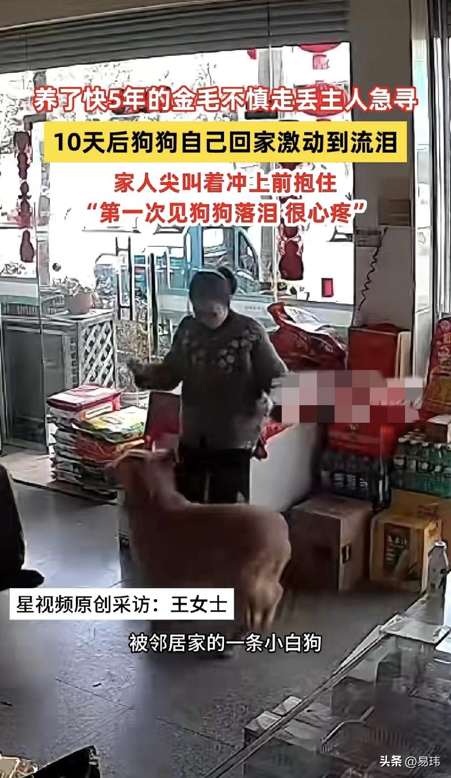 泪目了！一位开超市的阿姨养了一只金毛狗狗，五年来一直对它照顾有加，可这天金毛狗狗