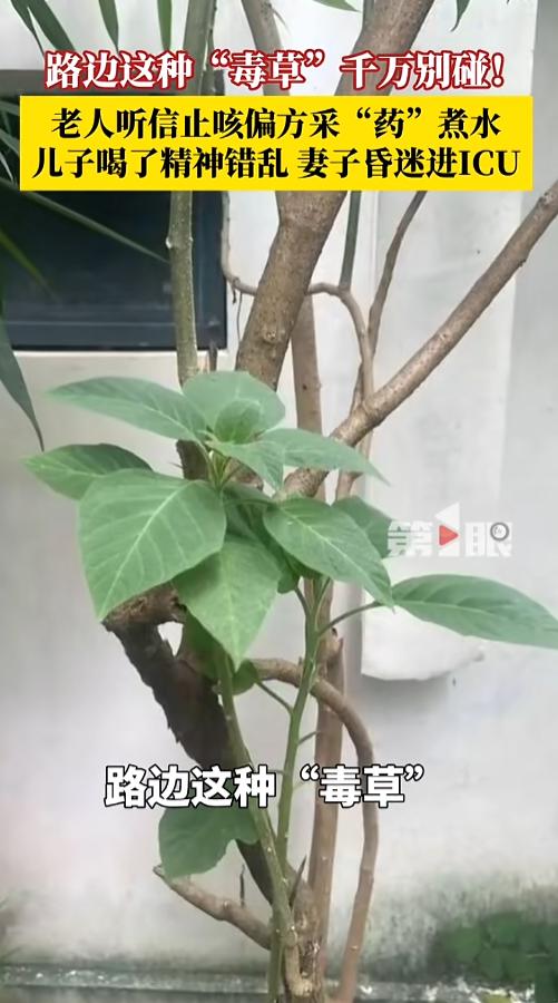“这下严重了！”8月10日报道，广东汕头，一位老人听人说了青草药煮水能止咳的偏方