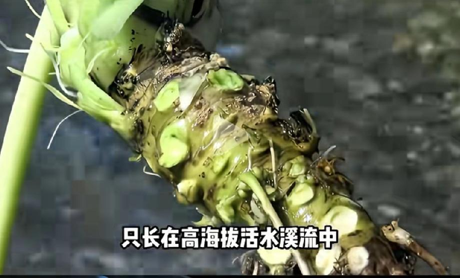 日本没有啥好吹的，连山葵也可以拿出吹！

有博主说日本山葵卖到1440元一根，之