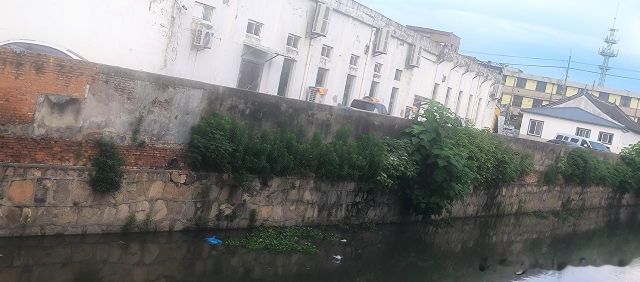 晒图笔记大赛水乡河边草