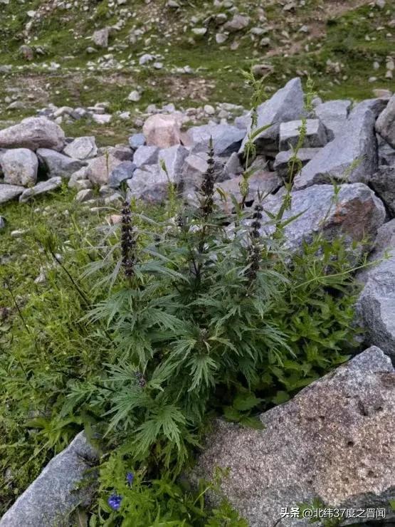 时隔97年重现！太原植物园发现珍稀植物五台山益母草野生种群

近日，太原植物园科