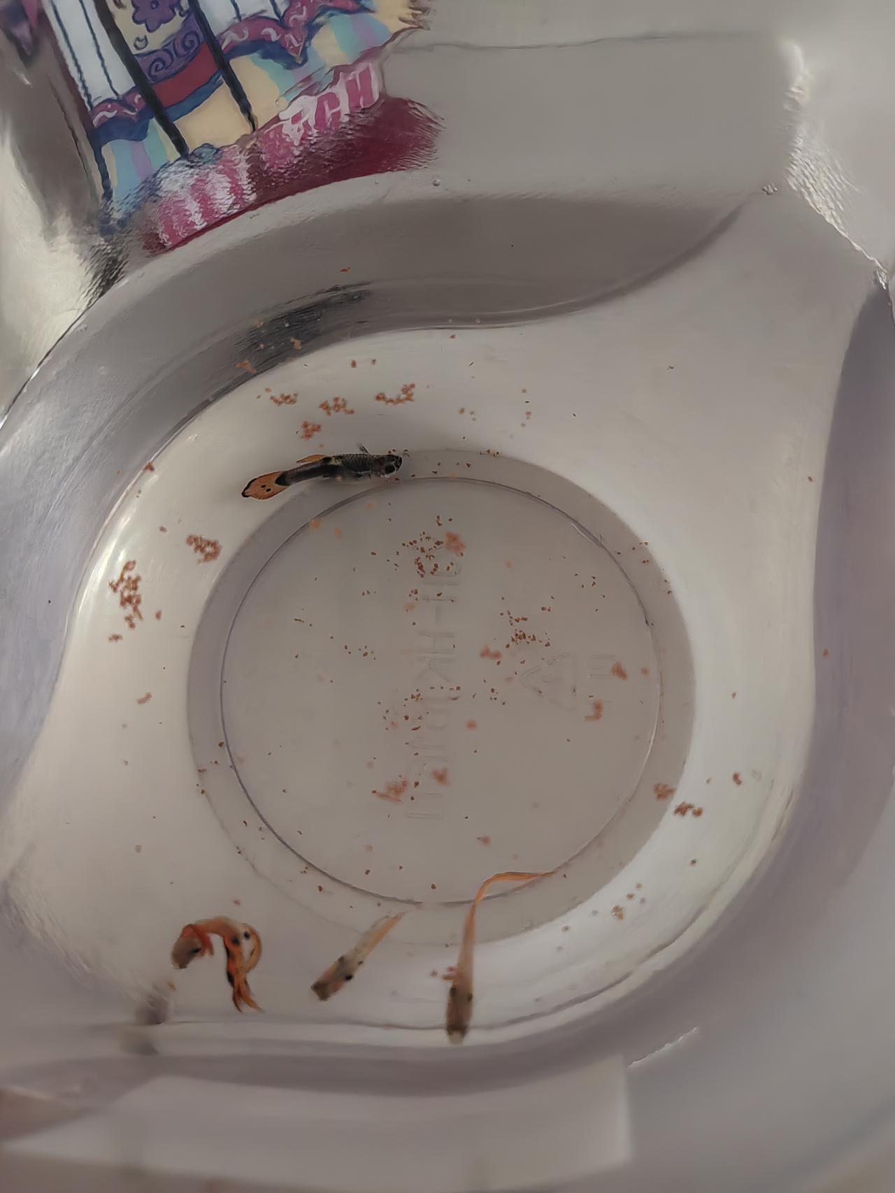 孔雀鱼十几只，如今只剩下四只，看状态还有一只也快撑不住了，心里真的特别难受。
 