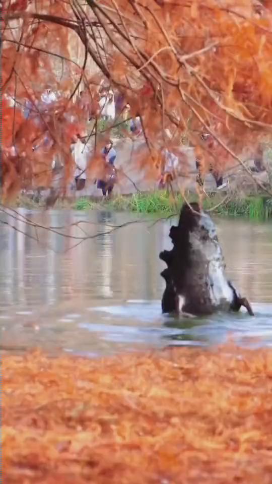 这是什么生物？
近日江苏，黑天鹅优雅"人设"崩塌现场。