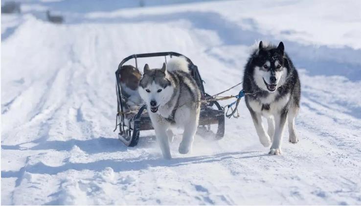 丹麦对美国的主张作出回应，并强调格林兰岛上不光只有“狗拉雪橇”
    欧洲白左