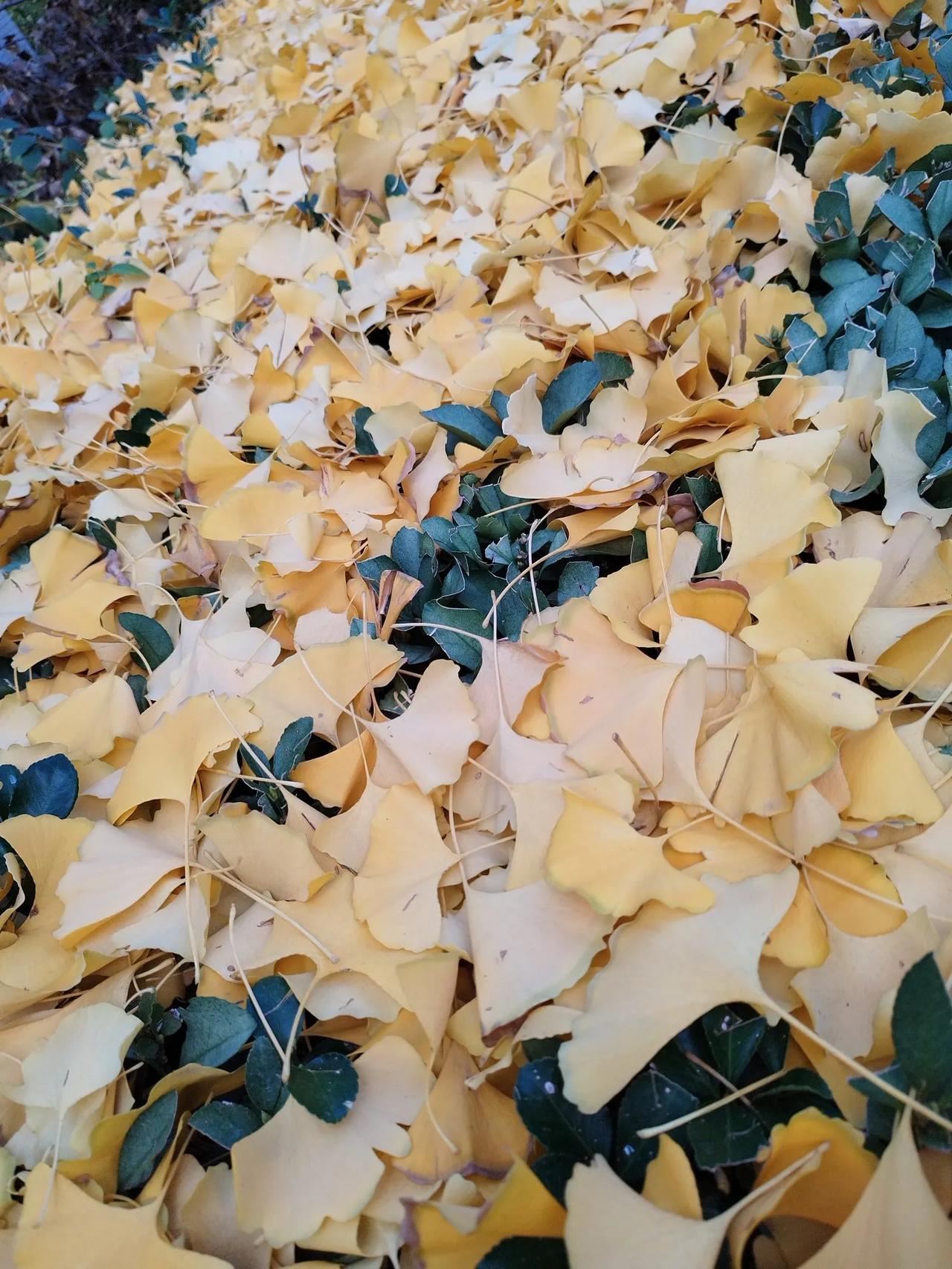 采桑子   菜农
文/李耀海
菜农只为平生梦，
夏负炎天，秋踏霜寒。
侍弄时蔬挣