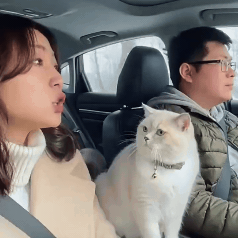 猫咪特别神奇，不仅长的漂亮，智商也超高，并且动作敏捷更是超乎你想象。养猫的人都知