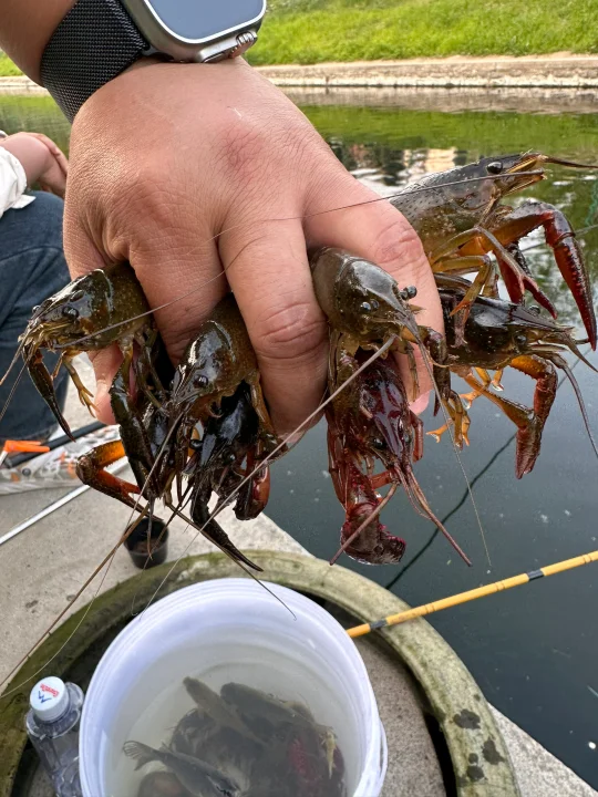 免费❗️给大家试过了小龙虾🦞爆桶➕露营烧烤