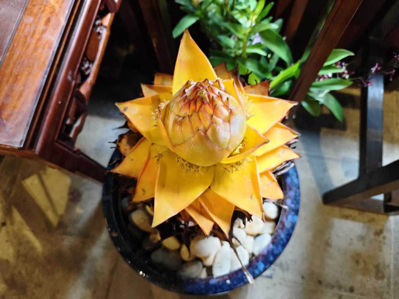6月24日都是杭州西湖日，钱王祠景区举办西湖莲荷展。钱王祠展出众多花卉，游客们不