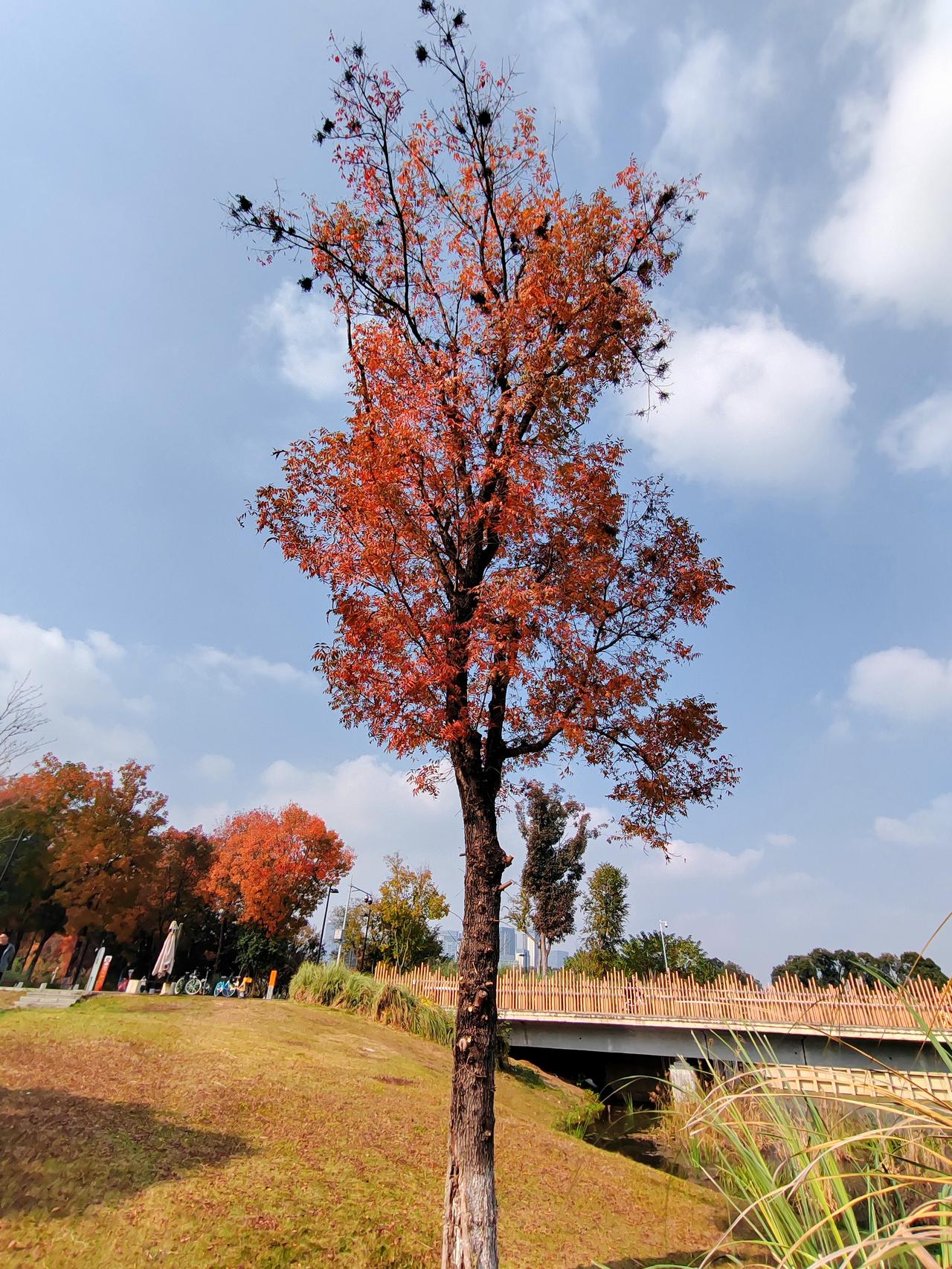 冬日生活打卡季 秋意渐浓，红叶满枝，公园漫步，心旷神怡。