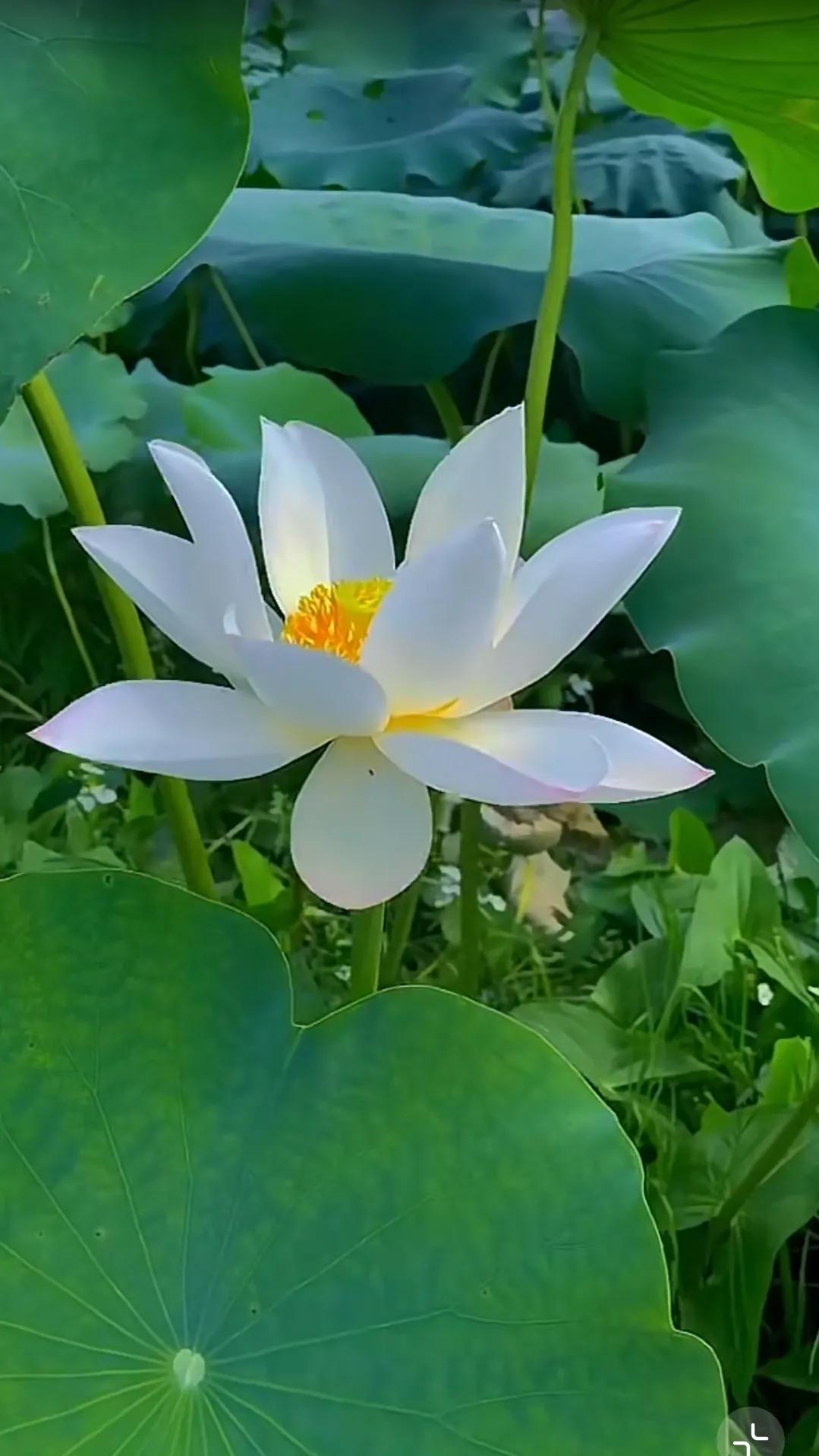 荷花，亭亭玉立于水面之上。其花娇艳而不失清雅，粉色花瓣柔美动人，花蕊金黄璀璨。微