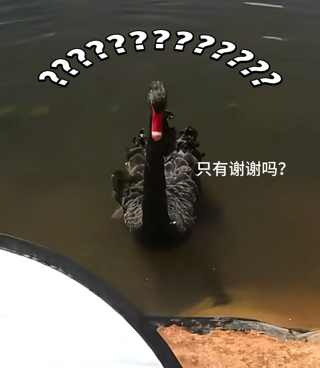 女生请求天鹅帮忙捡反光板它要哭了🤣，怎么不给它点食物 