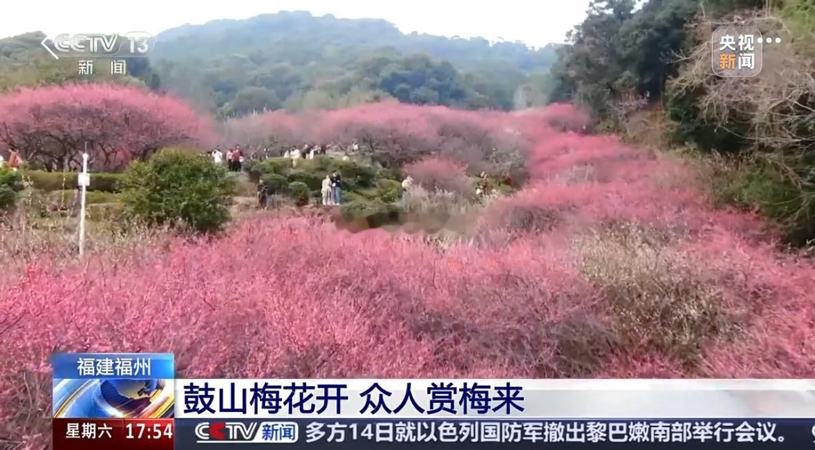 央视关注福州：鼓山梅花开 众人赏梅来 