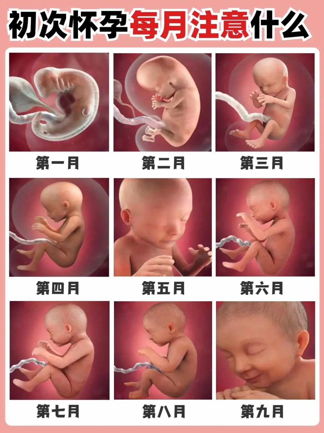 🔥 初次怀孕1-40周胎儿发育及注意事项！
