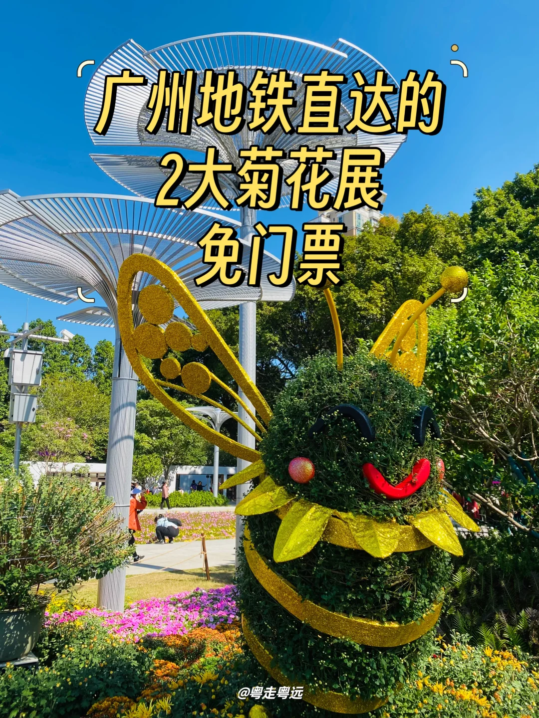 广州地铁直达的2大菊花展 免费赏花周末冲