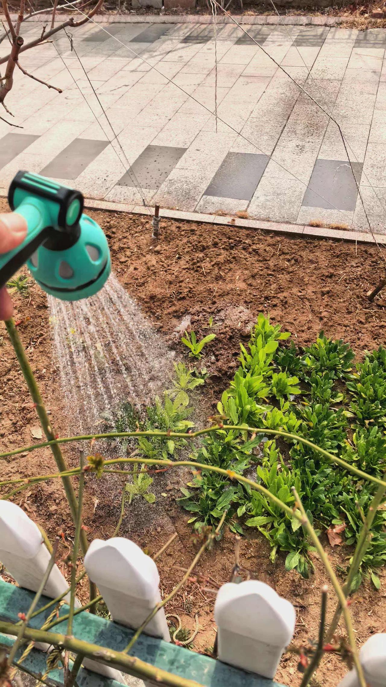 春天来了，我的小菜园子里的菜菜们开始疯长。给绿叶菜施了点肥，又浇透了水。