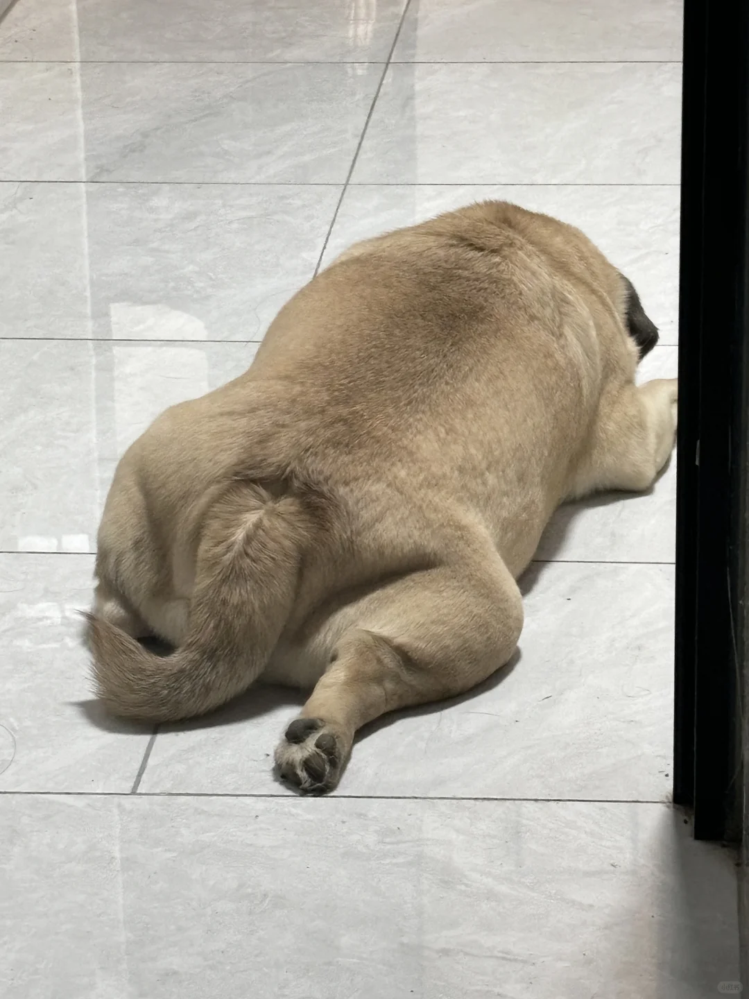 发发可爱狗子们！