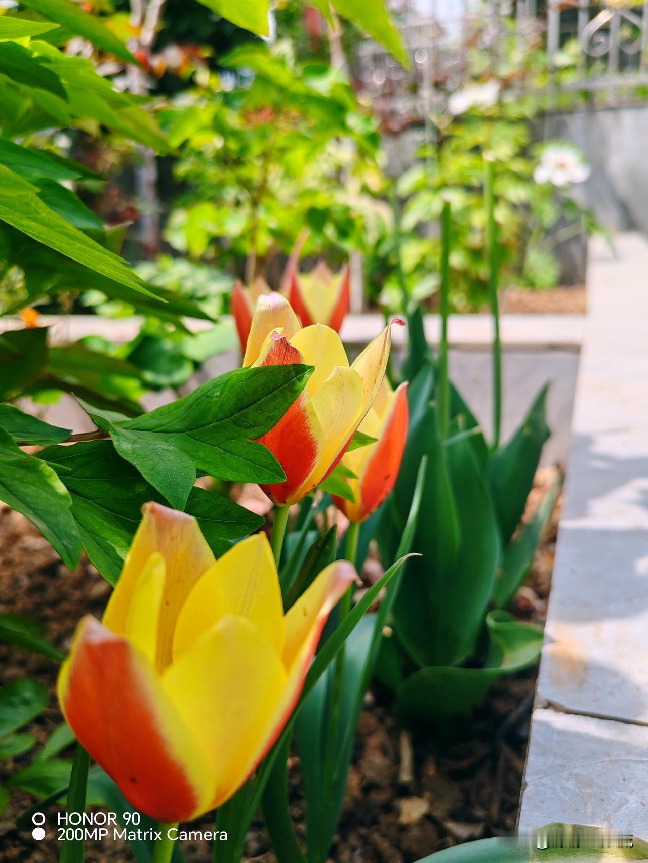 年前，深圳富家女花800万整成范冰冰，丈夫整容成李晨，现在成这样。
9年前，深圳