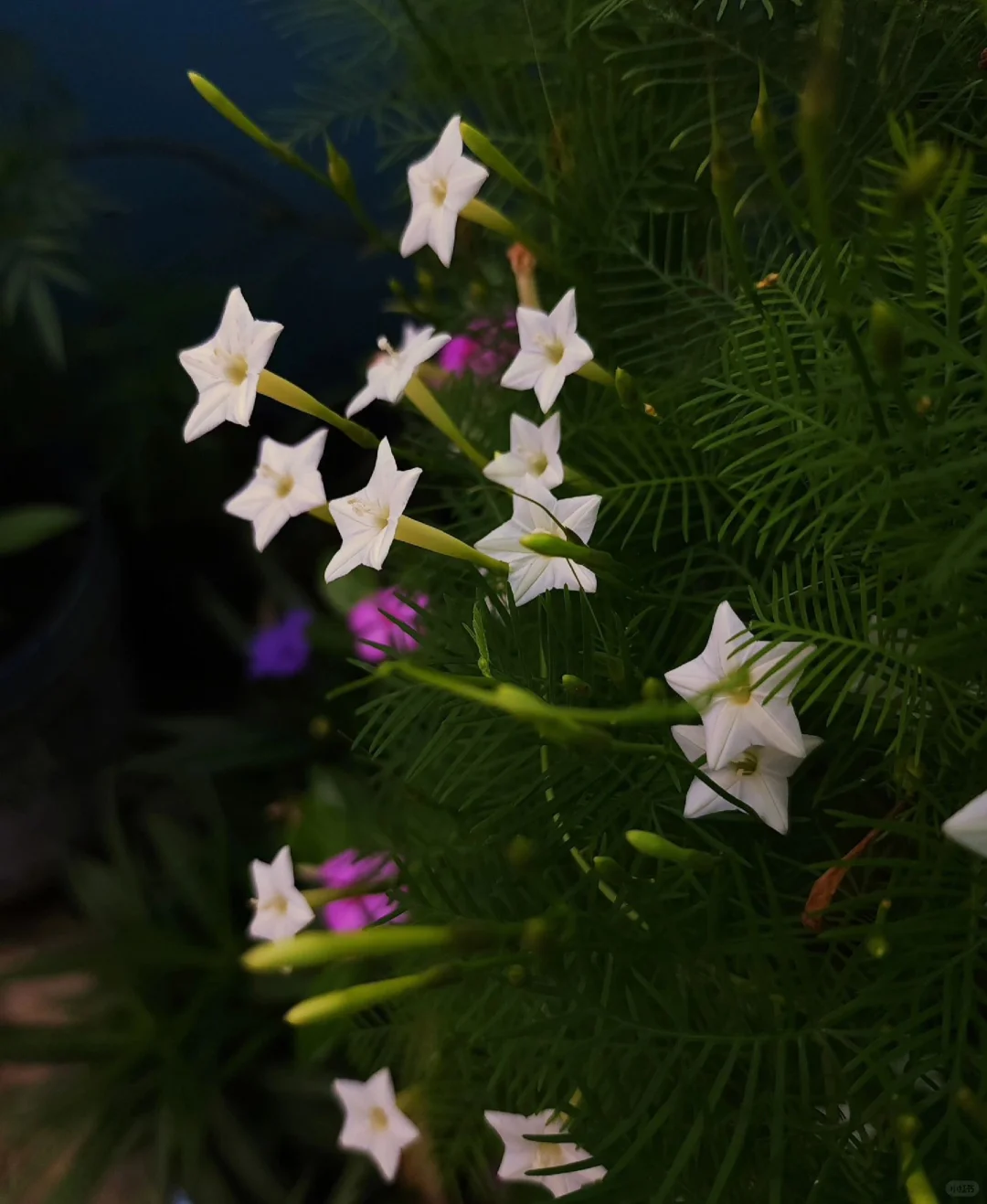 五角星花又名茑萝、游龙草、缕红草