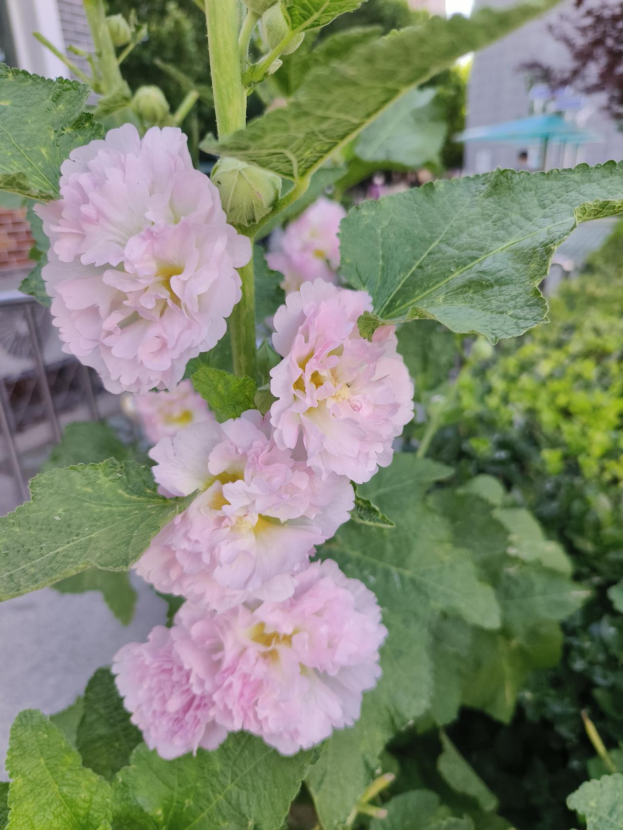 虽然很喜欢但是也希望它能好好的成长下去。
喜欢有时候会占为己有，但是如果真的很爱