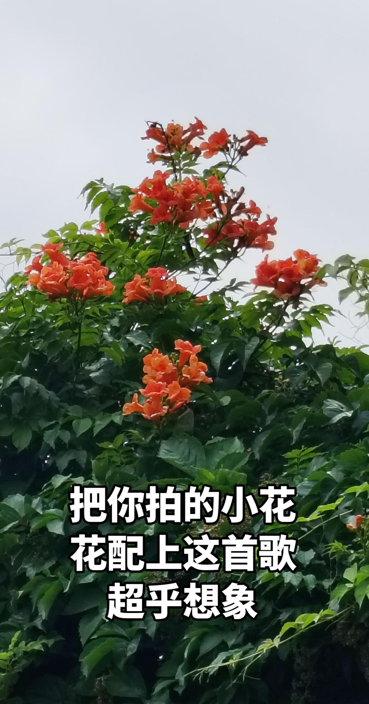 抖音热曲推荐 创作者中心 创作灵感 手机拍花分享与你欣赏