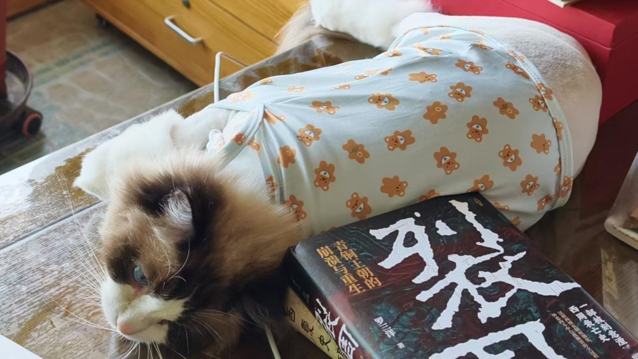我家多多，今天被她姐姐带出去剃光了身子，一脸不高兴。