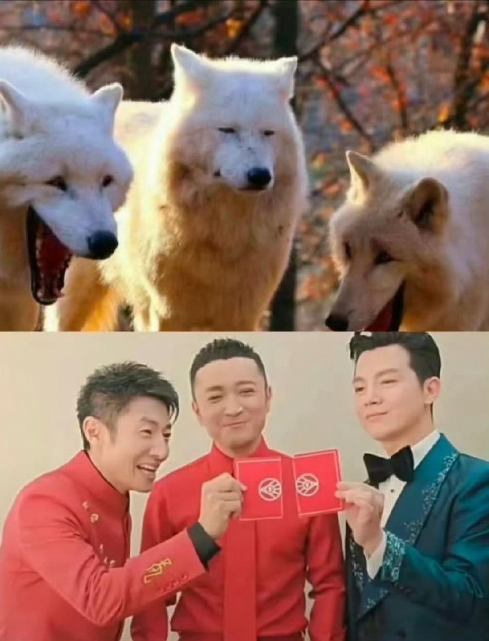 春晚魔术名场面笑到捶桌！小尼藏牌翻车秒被抓，撒贝宁精准补刀直戳笑点，日常互怼火力