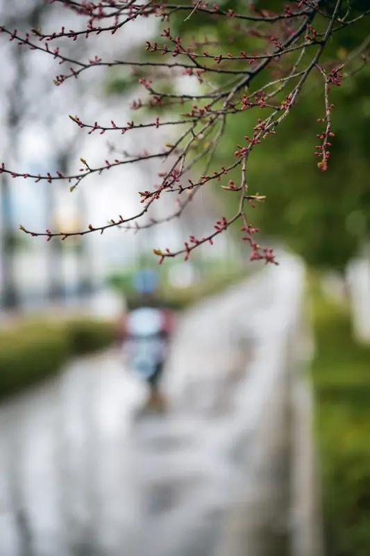 四时雨
 

春雨
 
千万缕细毛漫过旷野
看不清坠落的轨迹
沾在发梢微凉，触到