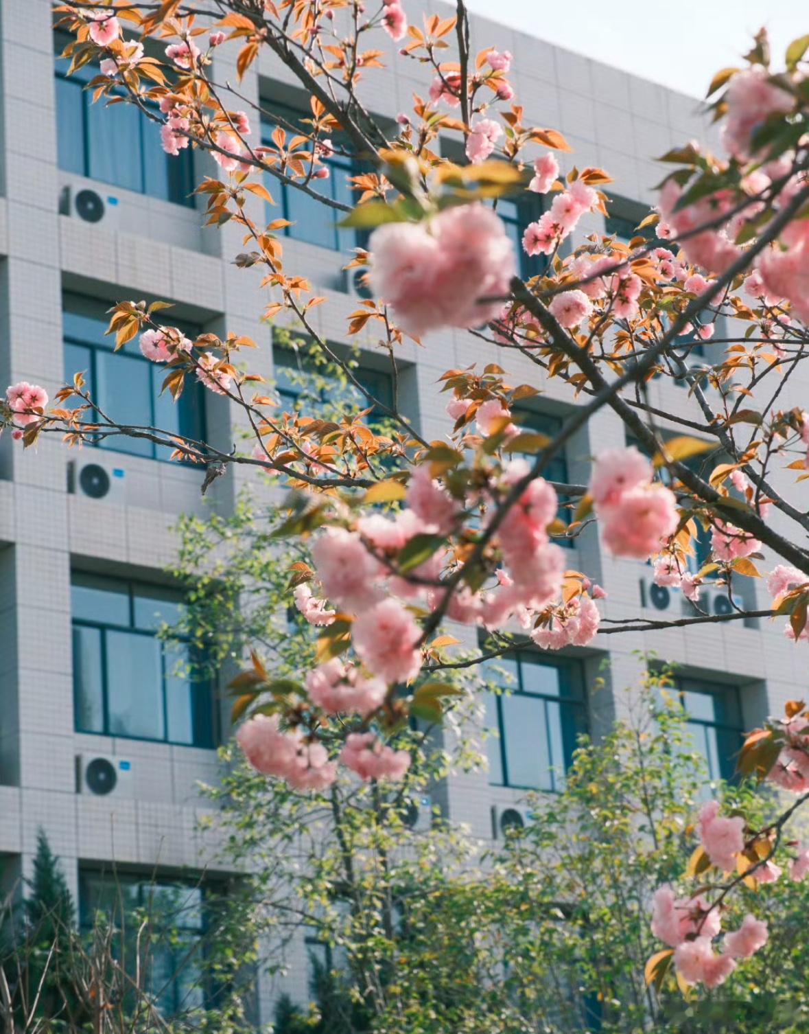 校园随手拍 莺莺燕燕春春花花柳柳真真[浪]｜​​​