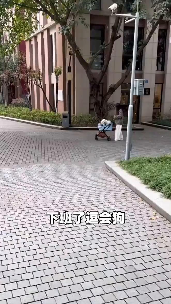 下班了，逗会狗。小狗接飞盘。