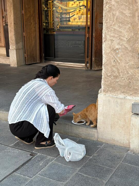 卡塔尔🇶🇦流浪小猫好像也很幸福