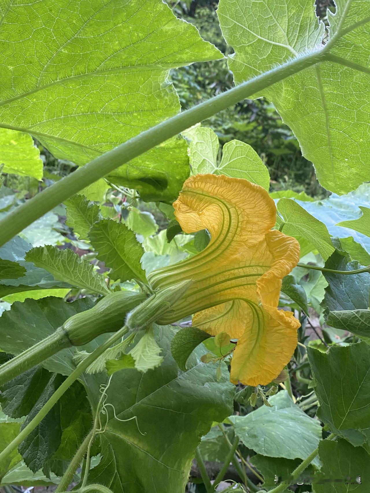 南瓜蔓上不结瓜，那是生长期未到。我家的南瓜开始坐果啦
    前段时间，好多友友