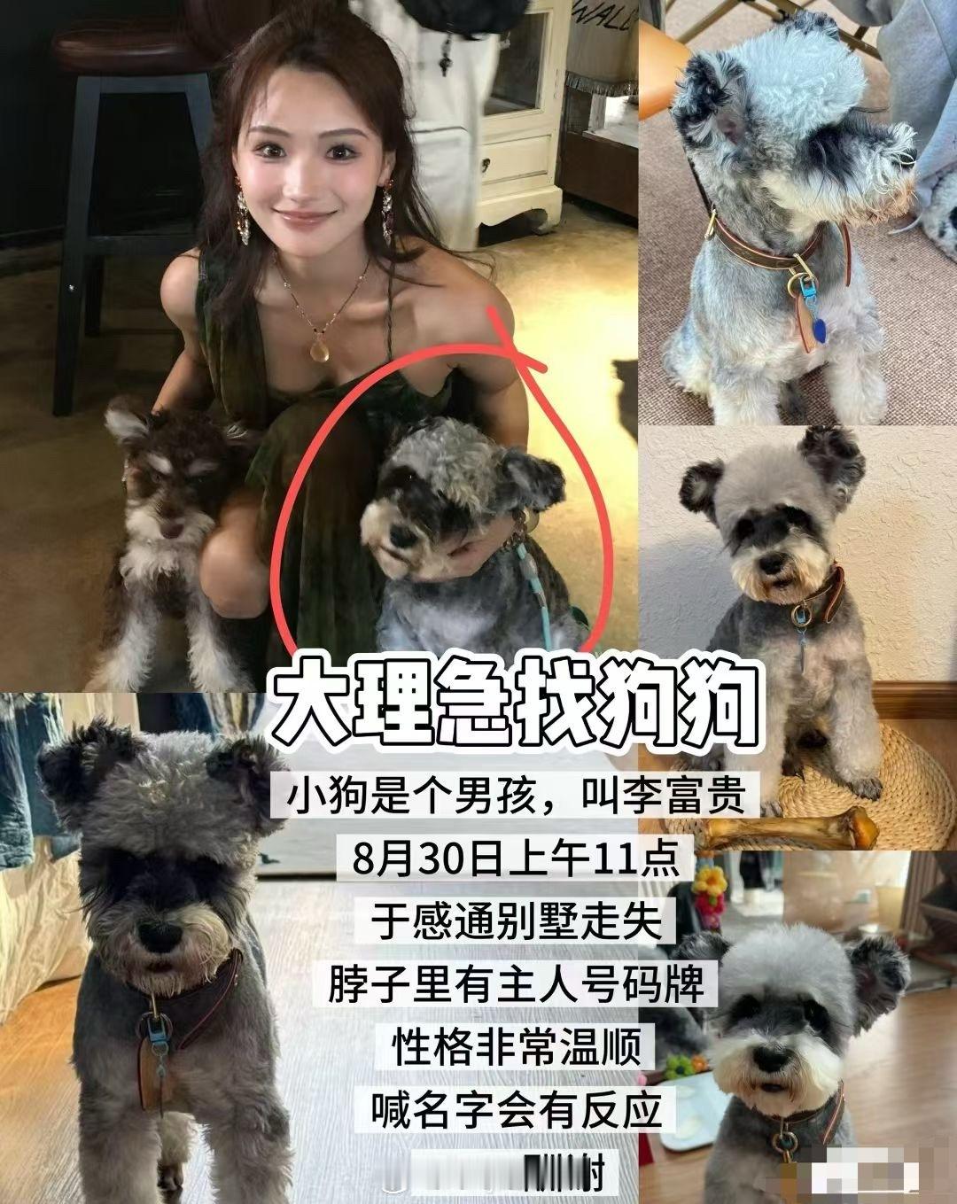 大理找狗狗 !!急急急小狗是灰白雪纳瑞找到五千报酬，名字叫李富贵，男孩9岁，有心
