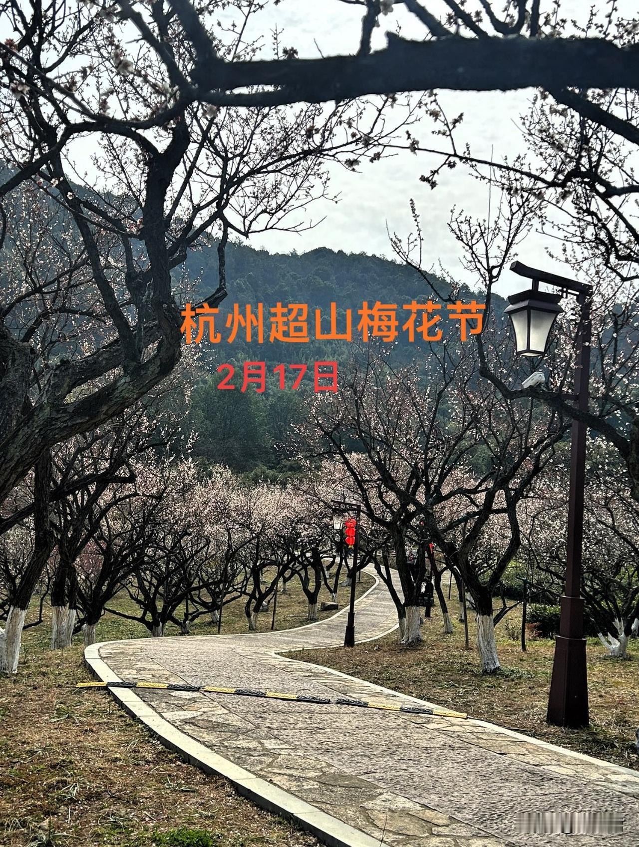 2月17号杭州超山梅花节花情播报。
今日杭州多云转阴，早上十一点左右太阳公公短暂