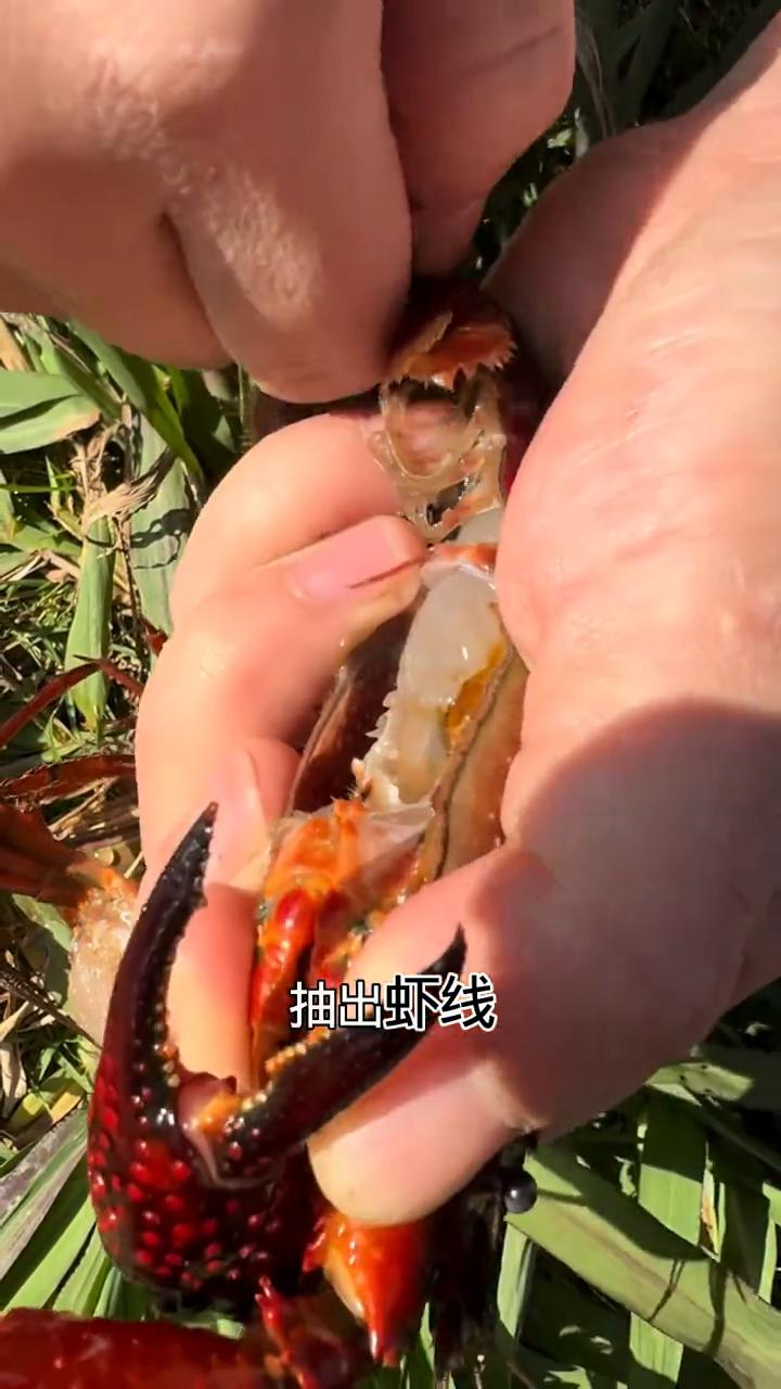 教你一招快速处理小龙虾。
小龙虾最干净的处理方法：
·第一步：拽出虾腮。虾腮有大