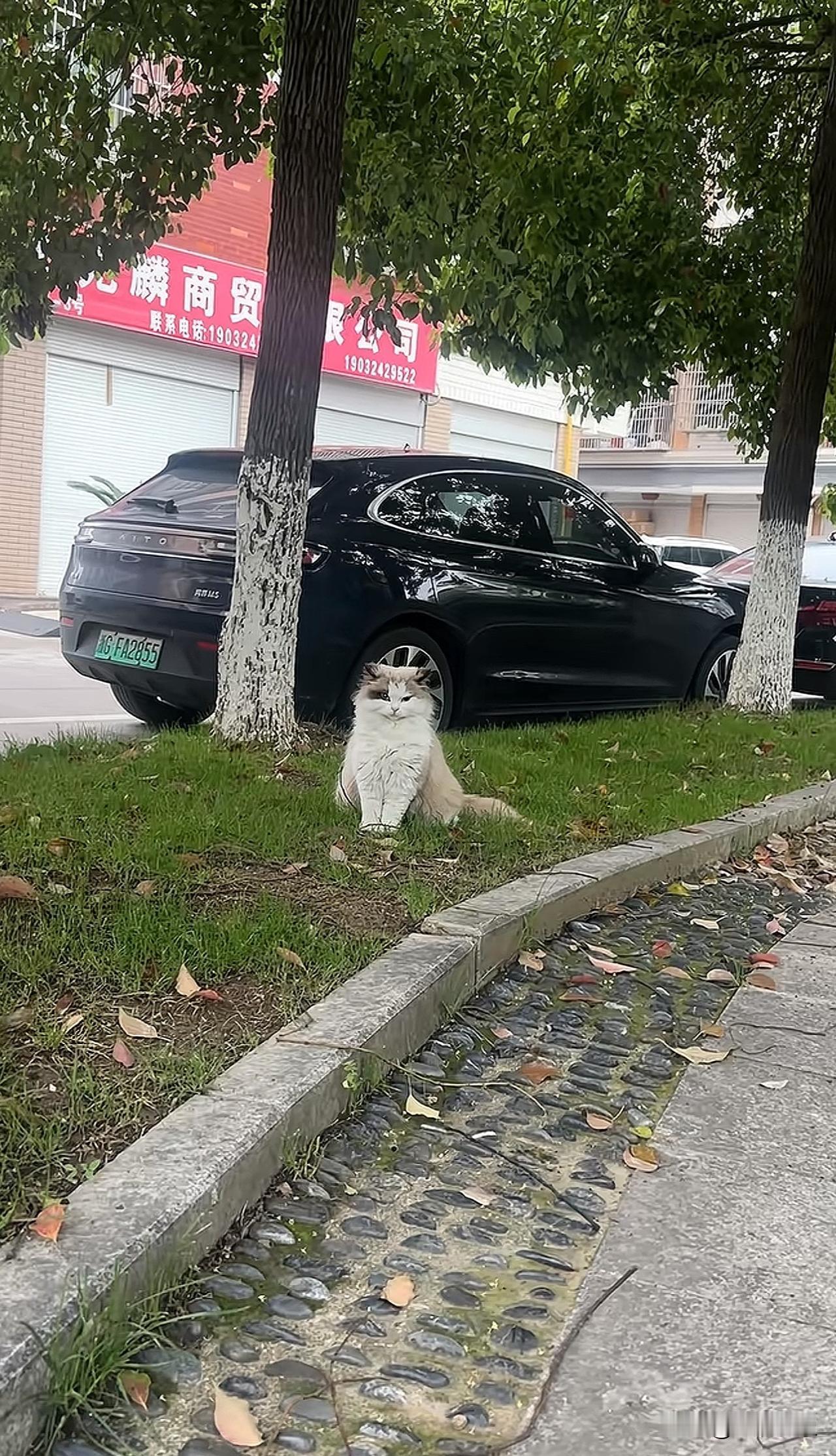 绿化带上的一只猫咪！气质优雅，举止端庄，一看就是哪位大户人家小姐
