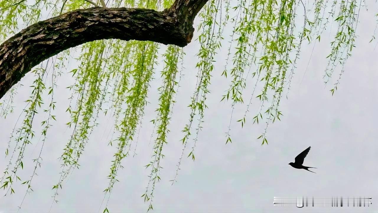 下联：春园绿树挂秋千
上联：有请雅士[玫瑰][玫瑰][玫瑰]