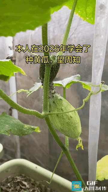 天台解锁新技能！广东大哥种黄瓜喜提“手榴弹”，网友笑疯了。
 
一位顶楼住户闲来