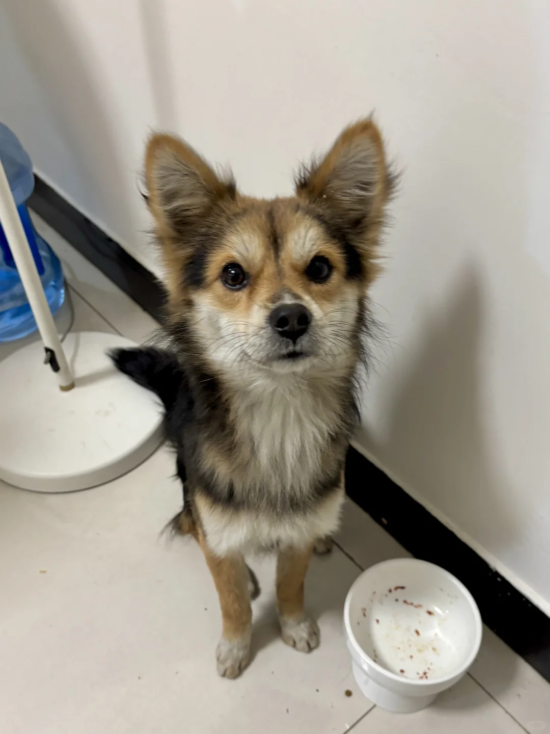 狐狸狗又双叒吃醋了